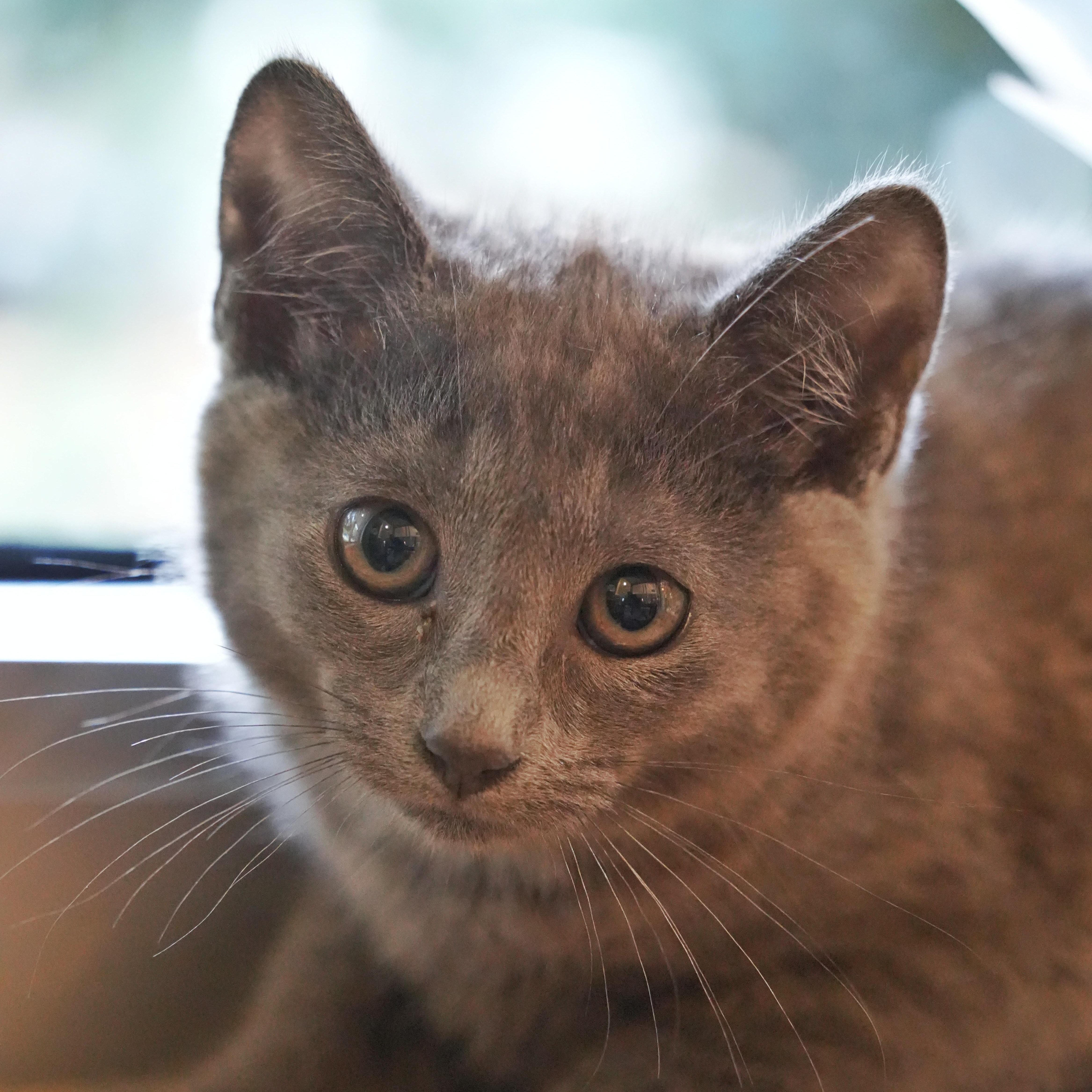 A young small-sized female Gray / Blue / Silver Domestic Short Hair cat named Gemma for adoption in Aiken, SC