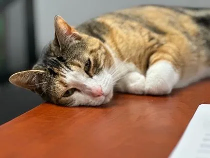 An adult medium-sized female Domestic Short Hair cat named Iris for adoption in Yakima, WA