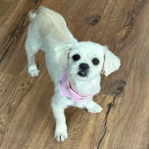 An adult small-sized female Bicolor Maltese dog named Mila for adoption in Lincolnshire, IL