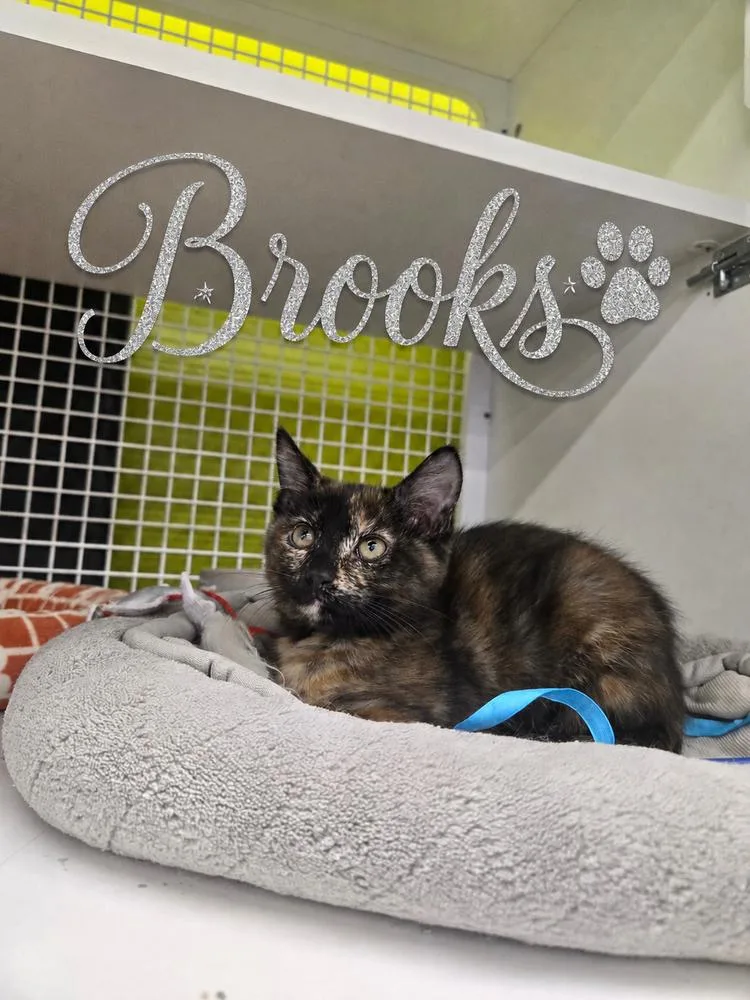 A baby small-sized female Tortoiseshell Domestic Short Hair cat named Brooks NC for adoption in Dallas, TX