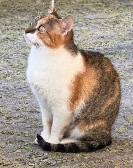 An adult medium-sized female Calico cat named Cher for adoption in New York, NY