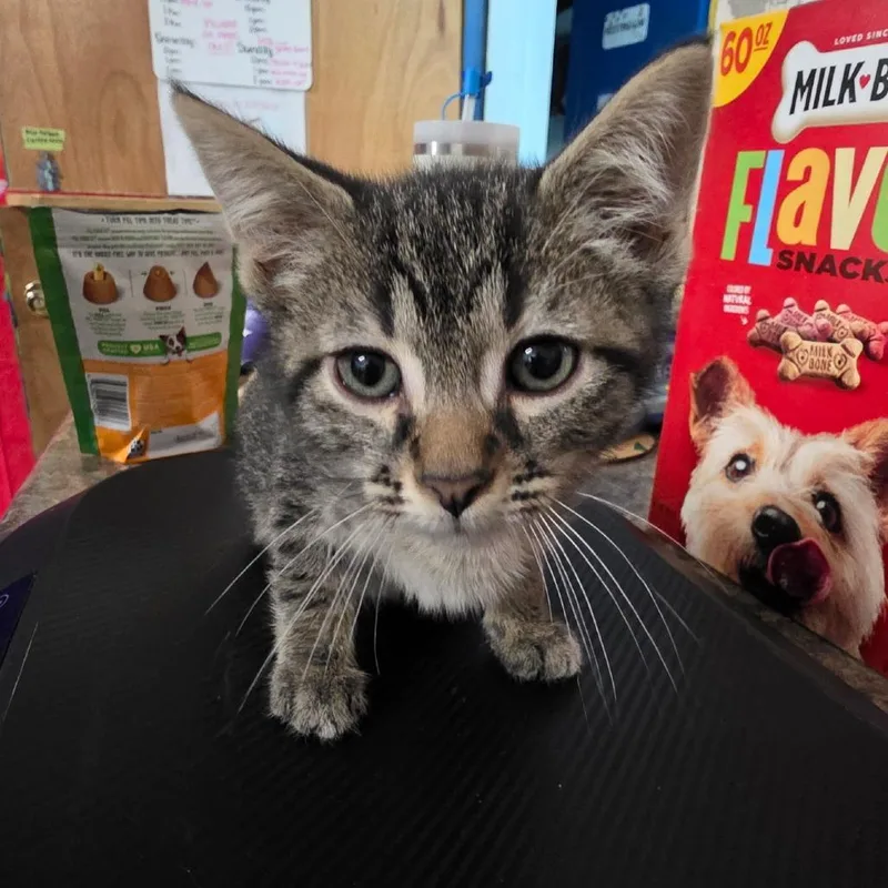 A baby small-sized male Black Domestic Short Hair cat named Abbott for adoption in Eureka Springs, AR
