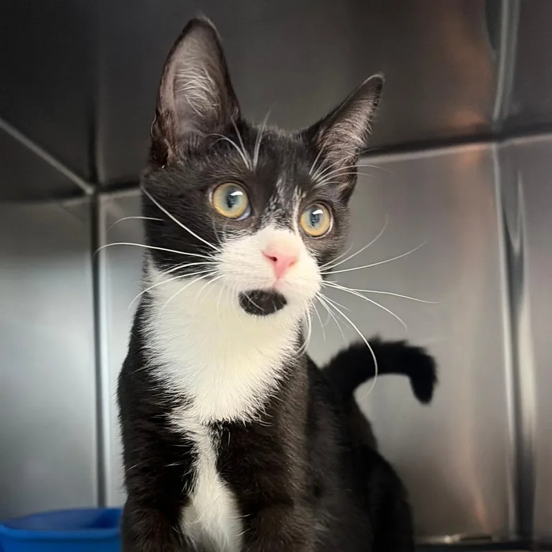 A baby small-sized male White Domestic Short Hair cat named Bean for adoption in Newport, NC