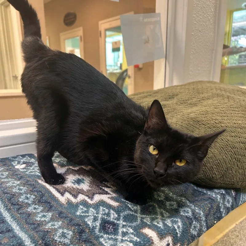 Princess Mindy thumbnail 2