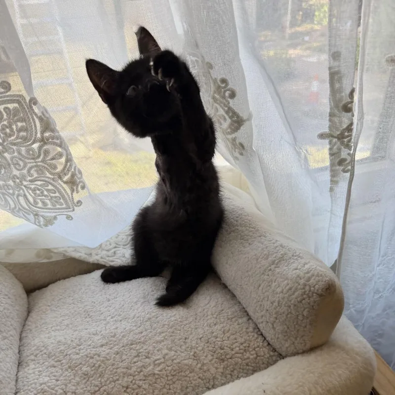 A baby small-sized male Domestic Short Hair cat named Pogo for adoption in Pleasanton, CA