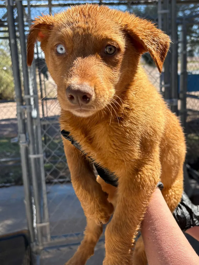 A baby medium-sized male Golden German Shepherd Dog named Crush for adoption in Fort Collins, CO