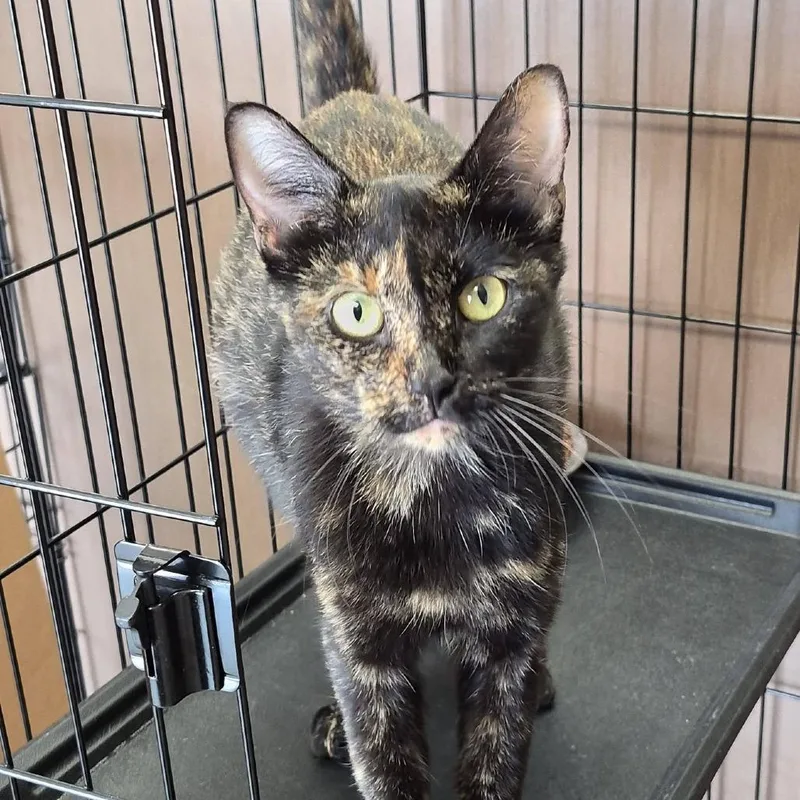 A young medium-sized female Tortoiseshell Domestic Short Hair cat named Cleo for adoption in Cleveland, MS