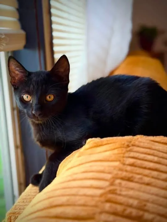 A baby medium-sized female Black Domestic Short Hair cat named Ruby for adoption in Kenhorst, PA