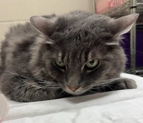 An adult large-sized female Domestic Long Hair cat named Marla for adoption in El Cajon, CA
