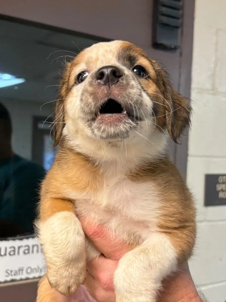 A baby medium-sized female American Bulldog dog named Hedgehog for adoption in Nacogdoches, TX