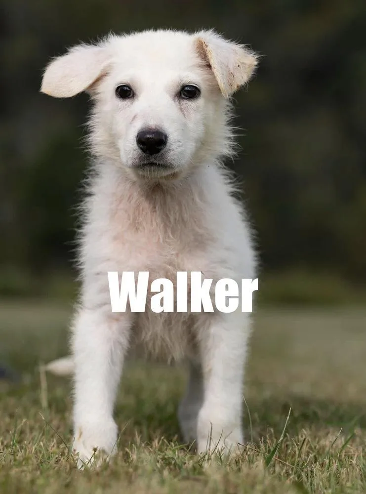 A baby large-sized male Shepherd dog named Walker for adoption in Irwin, PA