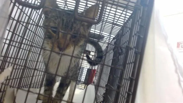 A young small-sized male Domestic Short Hair cat named Norman for adoption in Miami, FL
