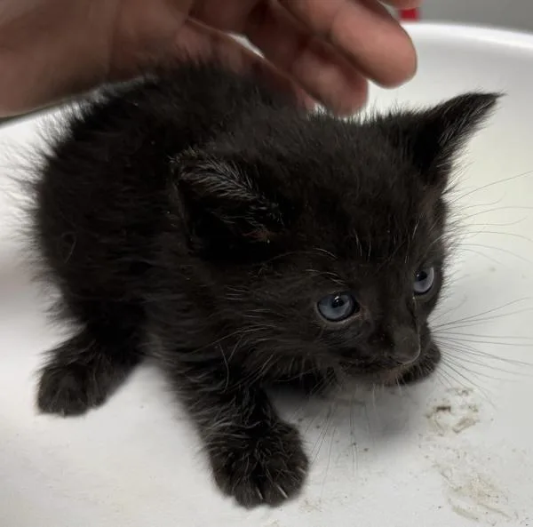 A baby small-sized male Domestic Short Hair cat named Kc for adoption in Lawrenceville, GA