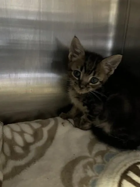 A baby small-sized male Domestic Medium Hair cat named Bennie for adoption in Stockton, CA