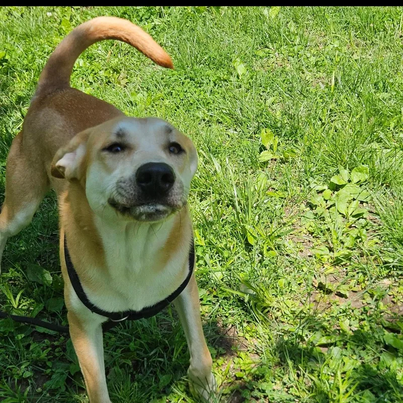 An adult medium-sized male Yellow Labrador Retriever dog named Milo for adoption in Godfrey, IL