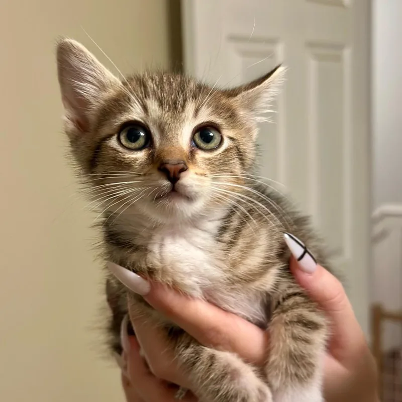 A baby small-sized female Brown / Chocolate Domestic Short Hair cat named Cedar for adoption in Tustin, CA