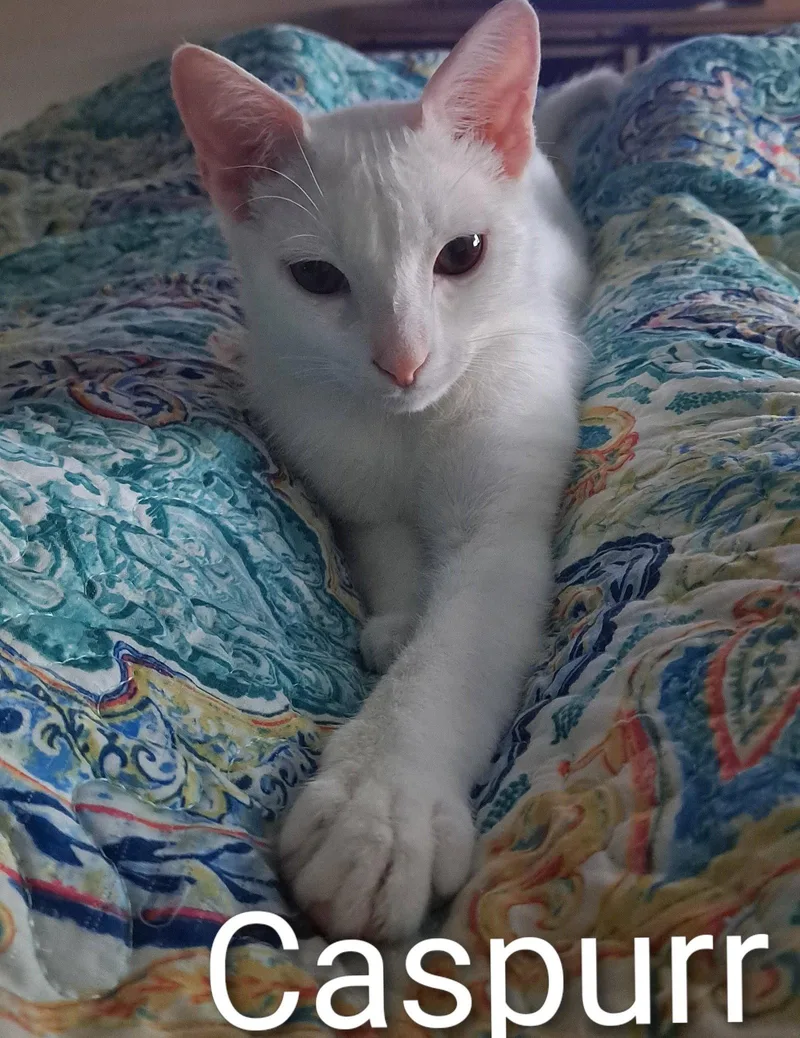 Caspurr