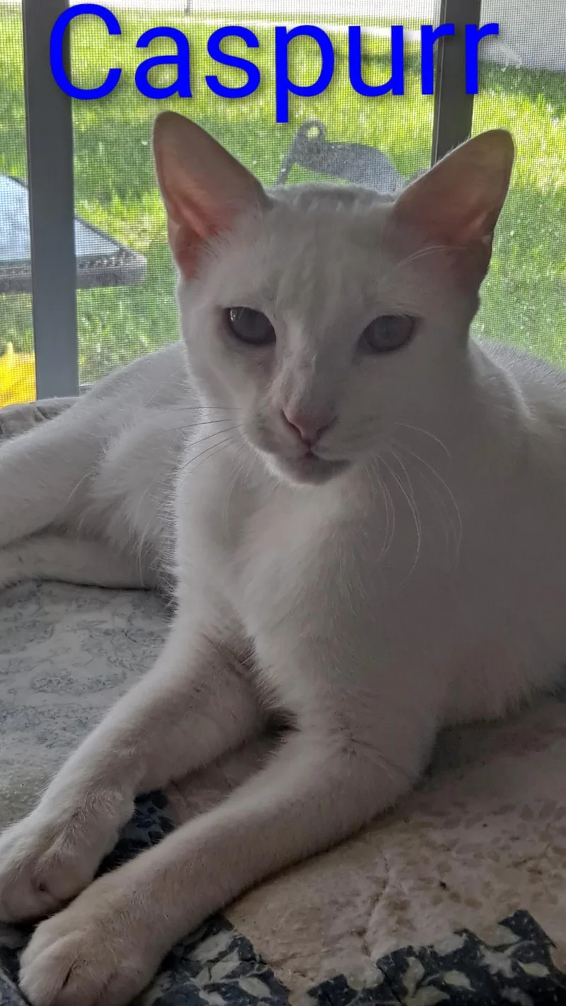 Caspurr thumbnail 2