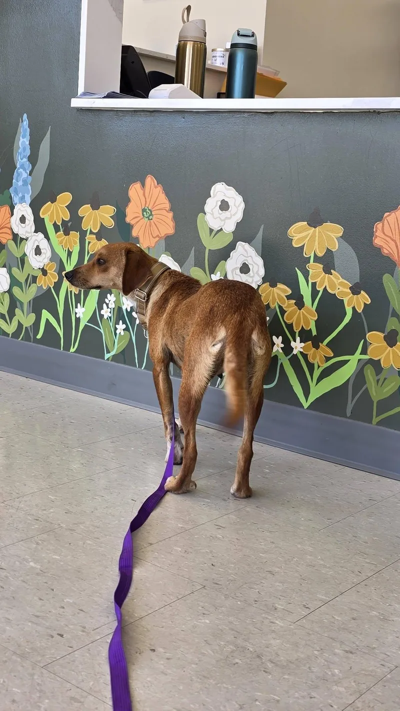 An adult small-sized female Apricot / Beige Chihuahua dog named Tinkerbell for adoption in church point, LA