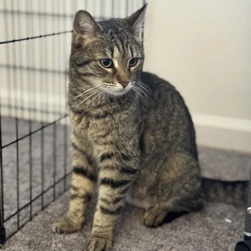 An adult small-sized female Brown / Chocolate Domestic Short Hair cat named Jolene  Apply at for adoption in Georgetown, KY