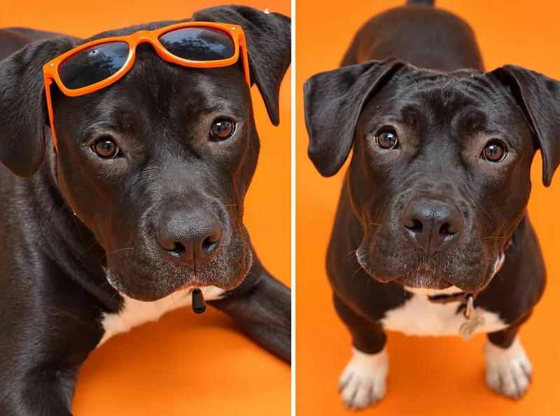 A young medium-sized male Brown / Chocolate Chocolate Labrador Retriever dog named Bruce for adoption in Newcastle, CA