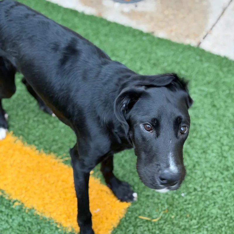 A young medium-sized male Black Labrador Retriever dog named Noche for adoption in New Orleans, LA