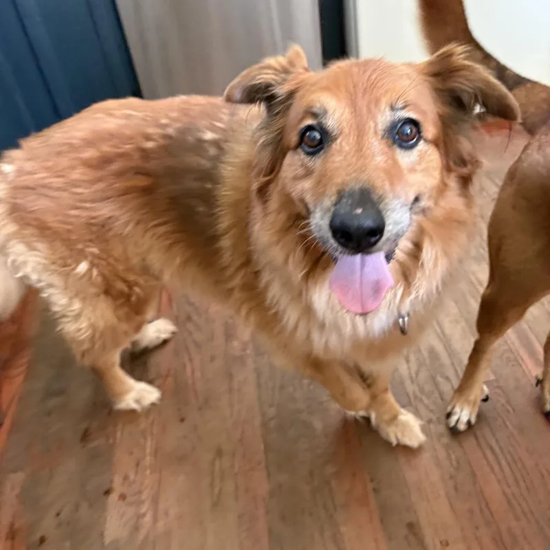 A senior large-sized female Red / Chestnut / Orange Golden Retriever dog named Charley for adoption in Austin, TX
