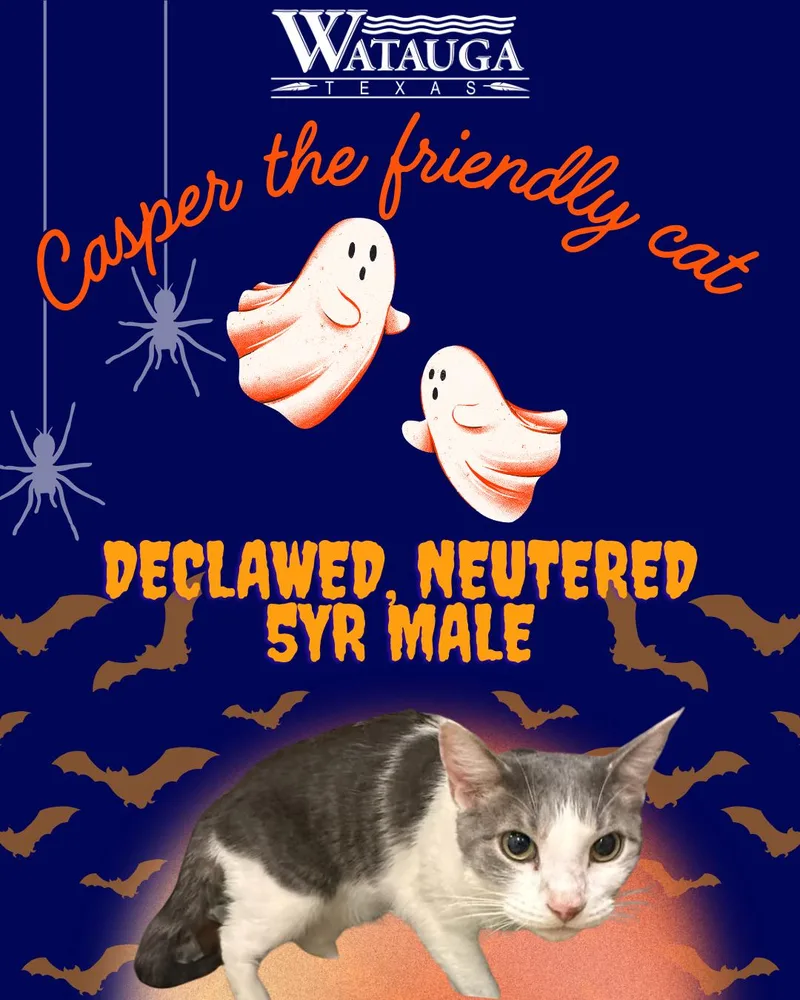 An adult medium-sized male White Domestic Short Hair cat named Casper for adoption in Watauga, TX