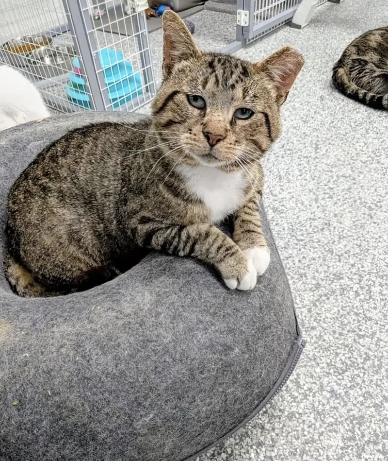 An adult medium-sized male Domestic Short Hair cat named Malcom for adoption in Hudsonville, MI