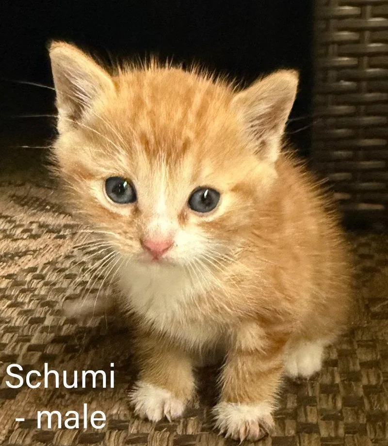 A baby small-sized male Tabby cat named Schumi for adoption in Ellijay, GA