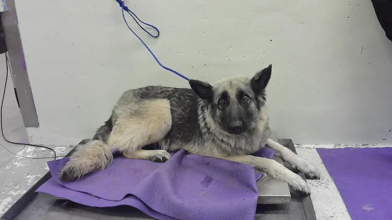 An adult large-sized female German Shepherd Dog dog named Bernadette for adoption in Houston, TX