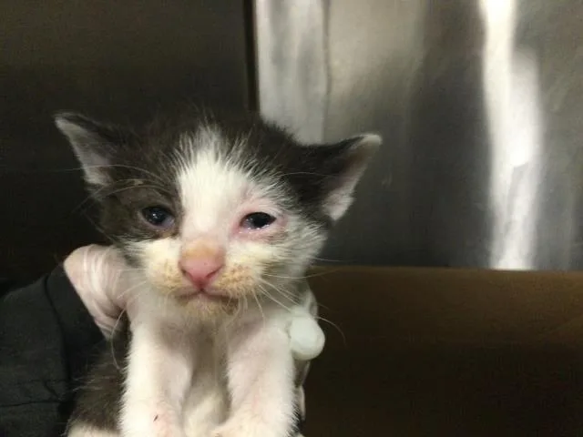 A baby small-sized female Domestic Short Hair cat named Sky for adoption in Thousand Palms, CA