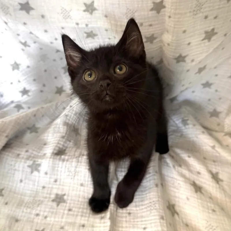 A baby medium-sized male Black Domestic Short Hair cat named Aries for adoption in Greensburg, PA