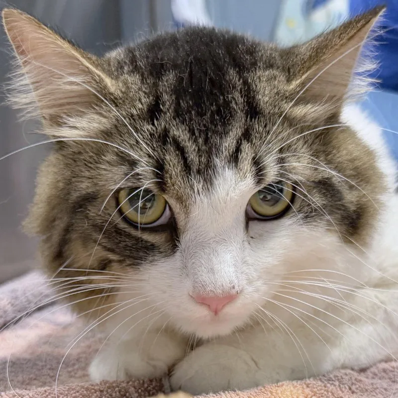 A young large-sized male White Domestic Medium Hair cat named George for adoption in Providence, RI