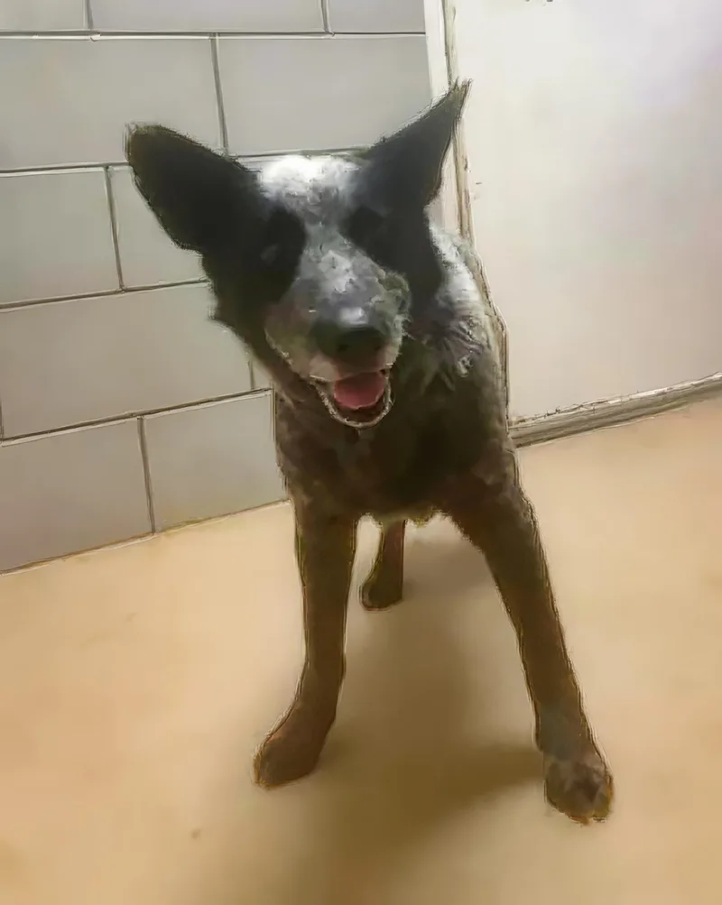 An adult medium-sized male Mixed Breed dog named Stokley for adoption in Nashville, TN