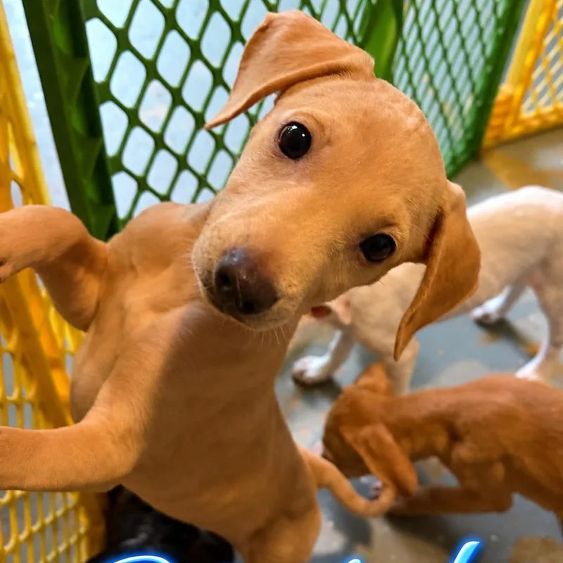 A baby medium-sized male Hound dog named Sherlock for adoption in ISABELA, PR