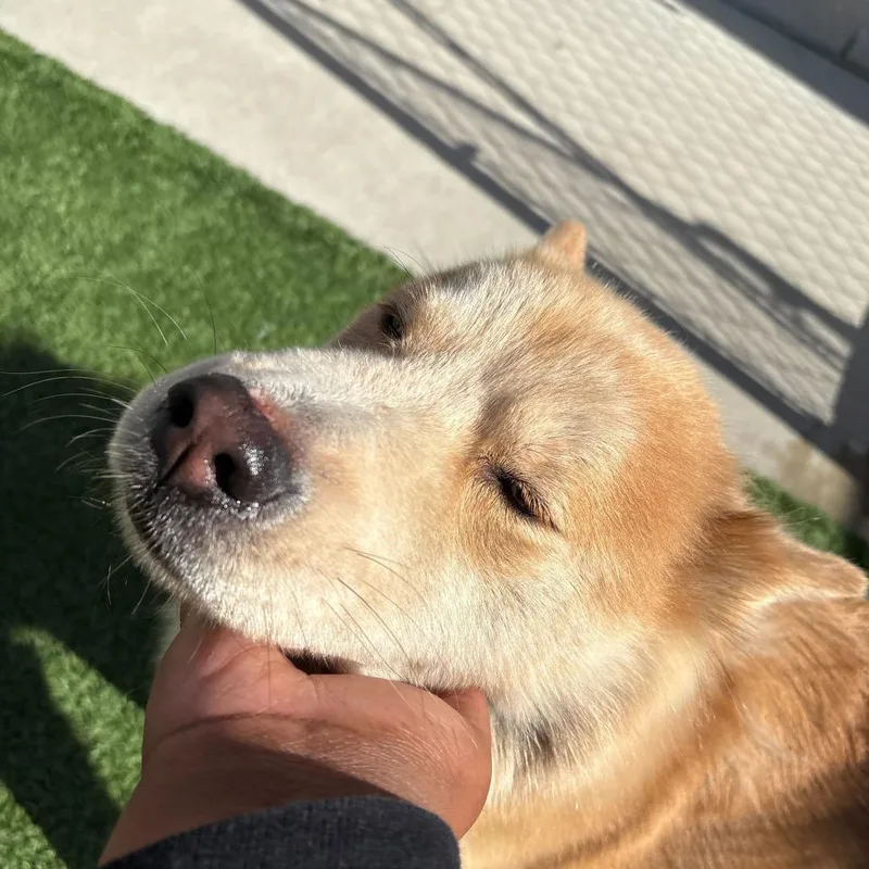 An adult medium-sized female Yellow / Tan / Blond / Fawn Siberian Husky dog named Cookie for adoption in Matteson, IL