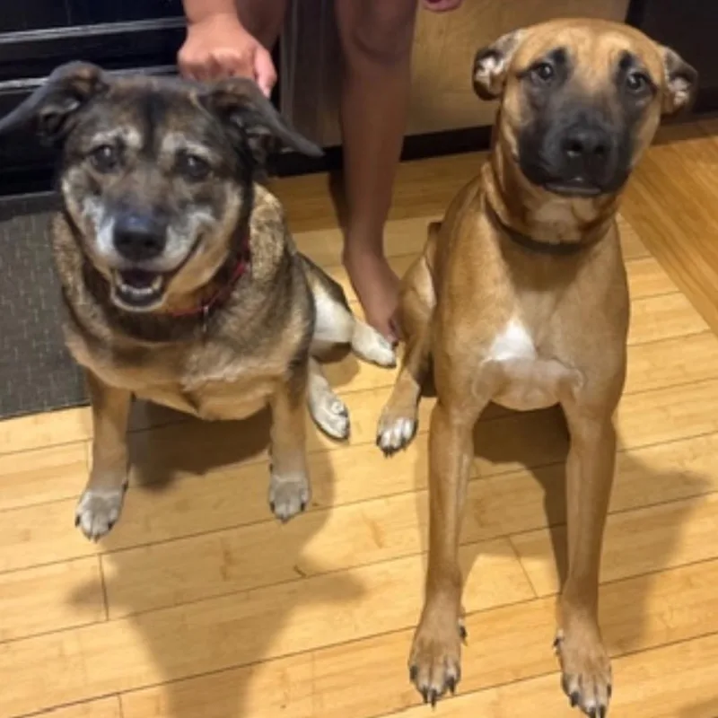 A senior medium-sized female Brown / Chocolate Shepherd dog named Jazzy for adoption in Chillicothe, IL