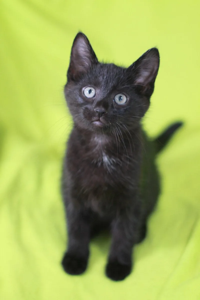 A baby small-sized male Black Domestic Short Hair cat named Larry for adoption in Cookeville, TN