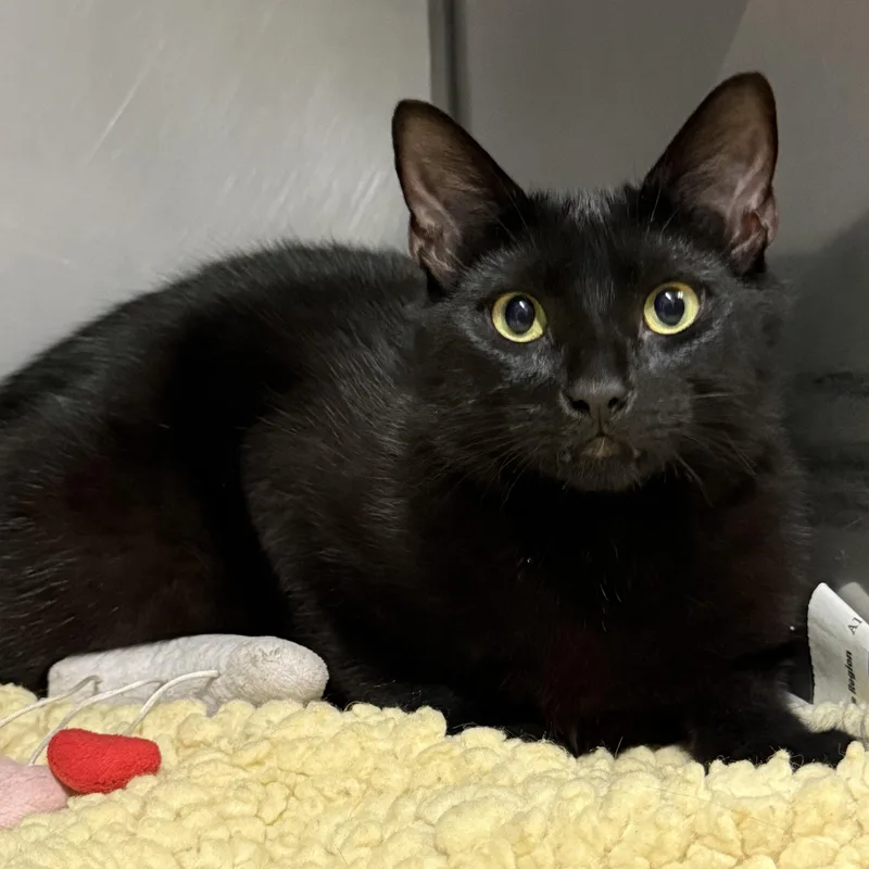 A baby medium-sized male Black Domestic Short Hair cat named George for adoption in Exeter, RI