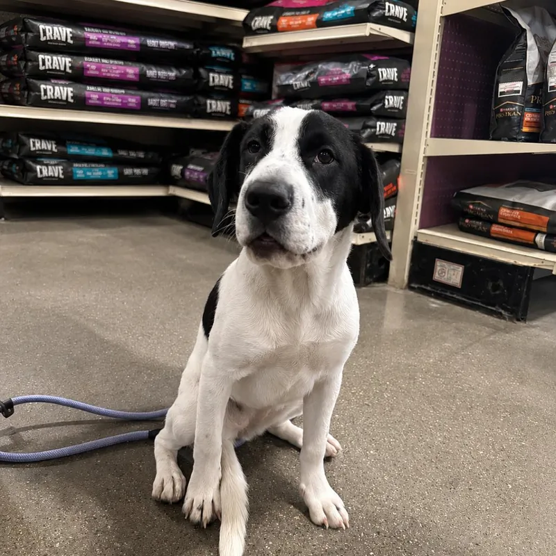 A young small-sized female White / Cream English Pointer dog named Darla for adoption in Yuma, AZ