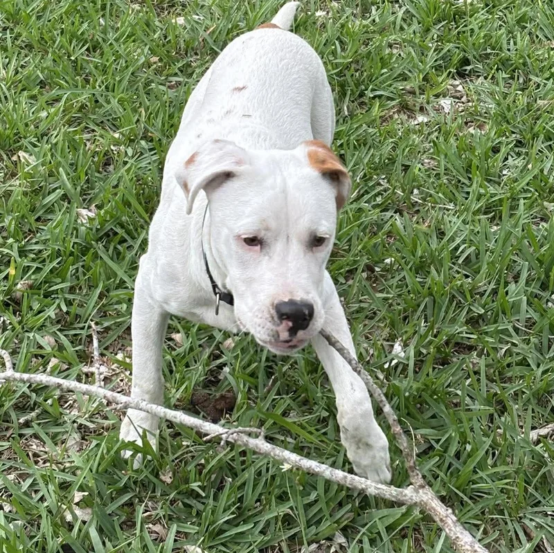 Edgar Allen Paw thumbnail 3