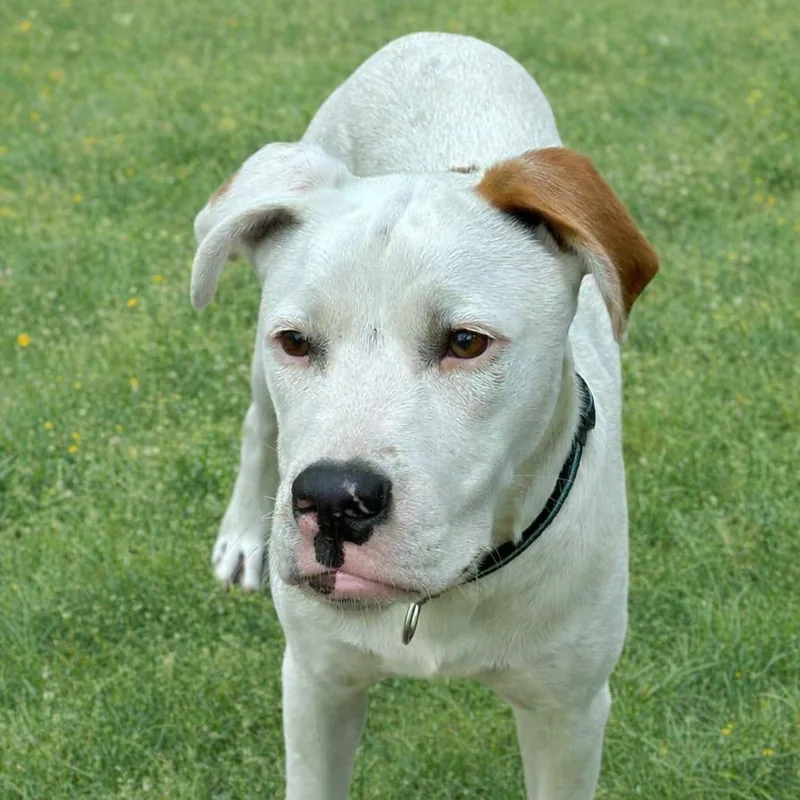 Edgar Allen Paw thumbnail 4