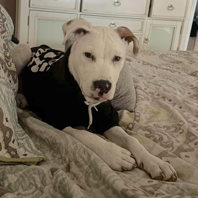 Edgar Allen Paw thumbnail 5