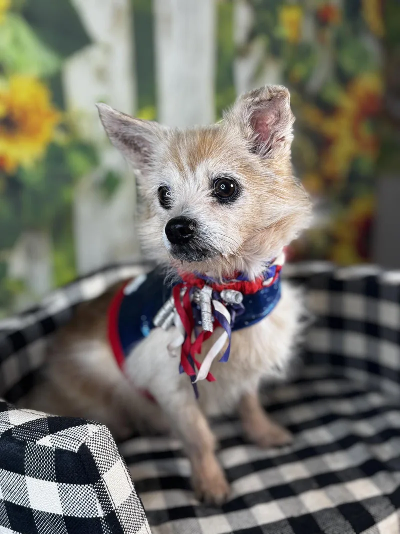 A senior small-sized male Norfolk Terrier dog named Corey for adoption in Garland, TX