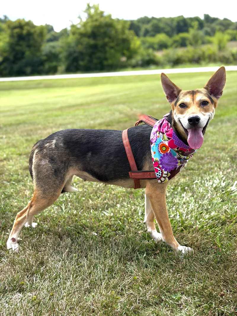 A young medium-sized female German Shepherd Dog dog named Olive for adoption in Maryville, TN
