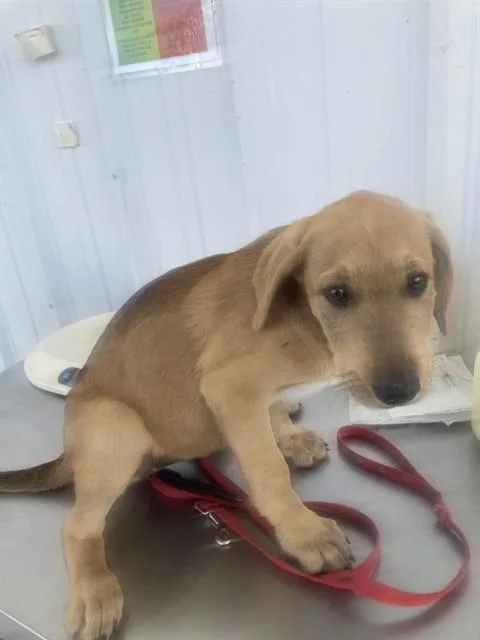 A baby medium-sized female Brown / Chocolate Shepherd dog named Panda Bear URGENT for adoption in Thousand Oaks, CA