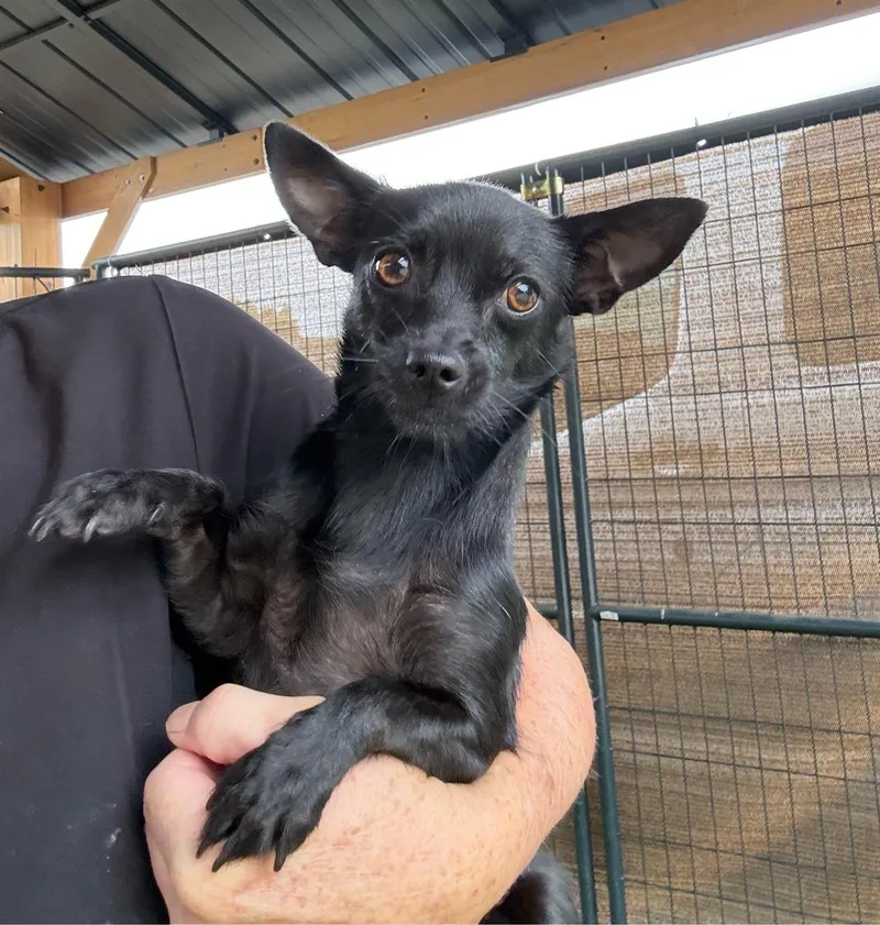 An adult small-sized female Chihuahua dog named Jewel for adoption in Temecula, CA