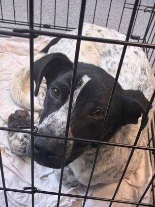 A baby medium-sized male Mixed Breed dog named Man Man for adoption in West Chester, PA