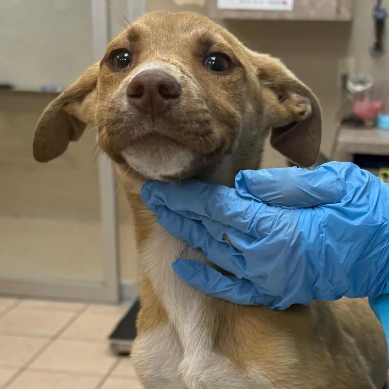 A baby small-sized female Yellow / Tan / Blond / Fawn Terrier dog named Mandy for adoption in Birmingham, AL